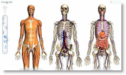 Google Body Browser: navigazione dettagliata del corpo umano in 3D