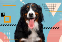 Crea animazioni parlanti con le foto del tuo cane