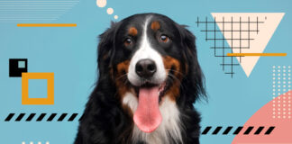 Crea animazioni parlanti con le foto del tuo cane Crea animazioni parlanti con le foto del tuo cane